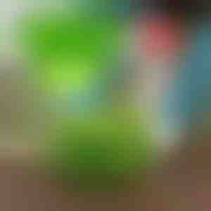 Udržujte škodcov preč s VEGISHIELD (10 ks)