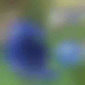 Nastaviteľný reflexný postroj a vodítko pre domáce zvieratá | LEASHNGO