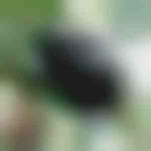 Propagačná krabica pre zdravé korene (5 kusov) | ROOTY