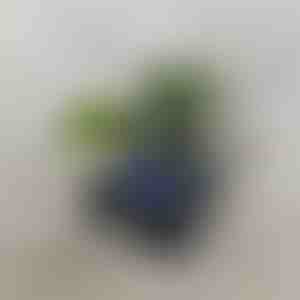 Retro reproduktor s vlnovým projektorom | VIVAPLAY